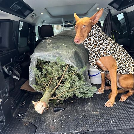 Hundefreundliche Unterkunft Im Muehlviertel In Oberoesterreich Freundorf ภายนอก รูปภาพ