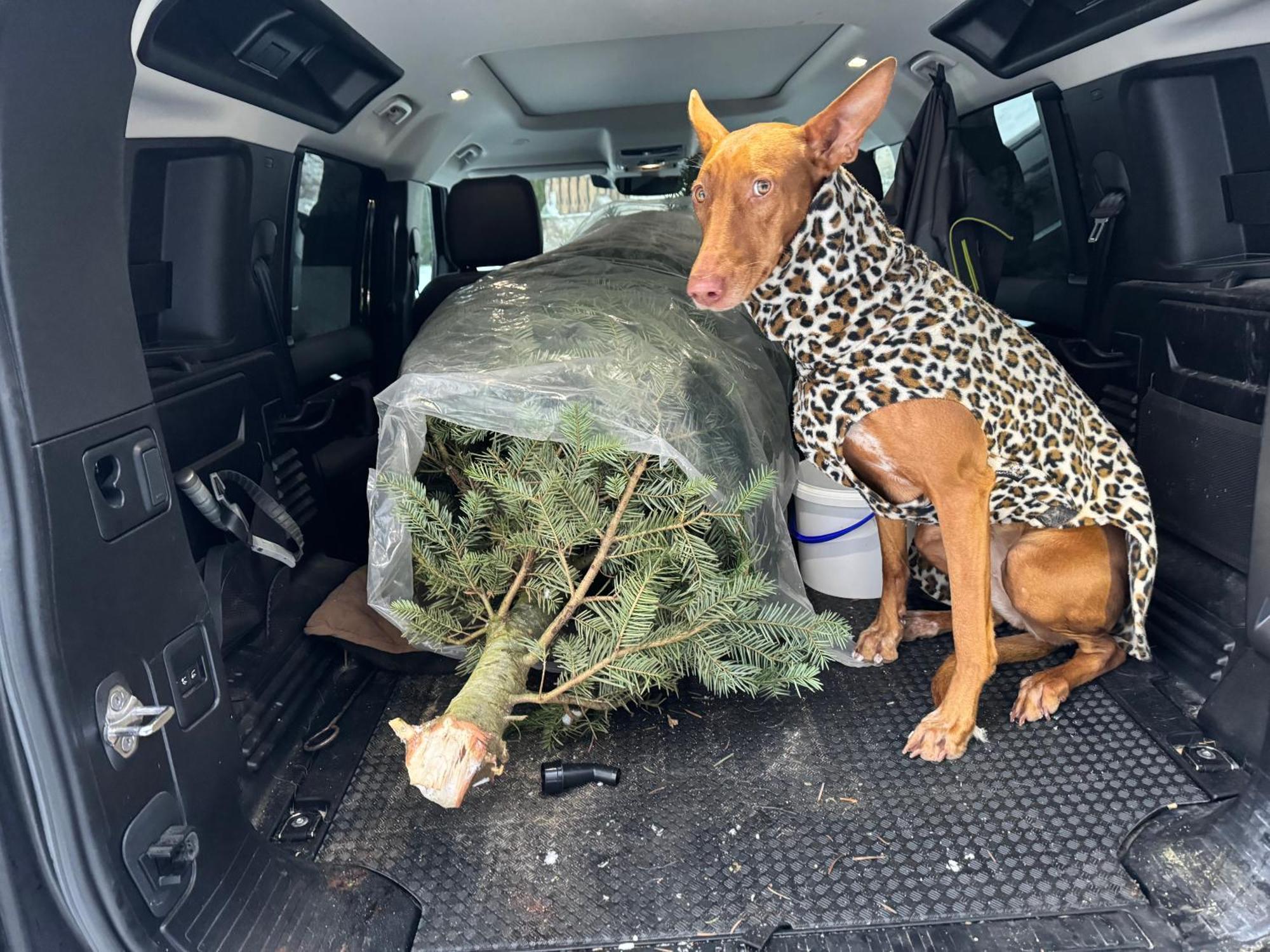 Hundefreundliche Unterkunft Im Muehlviertel In Oberoesterreich Freundorf ภายนอก รูปภาพ